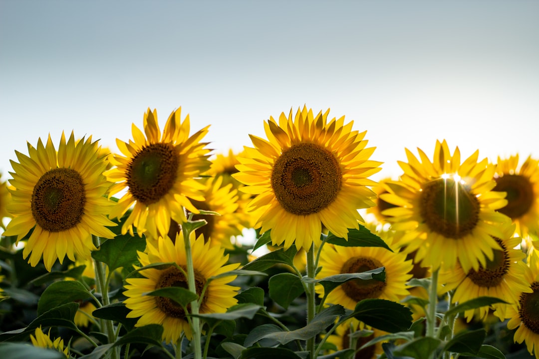 Photo Sunflowers